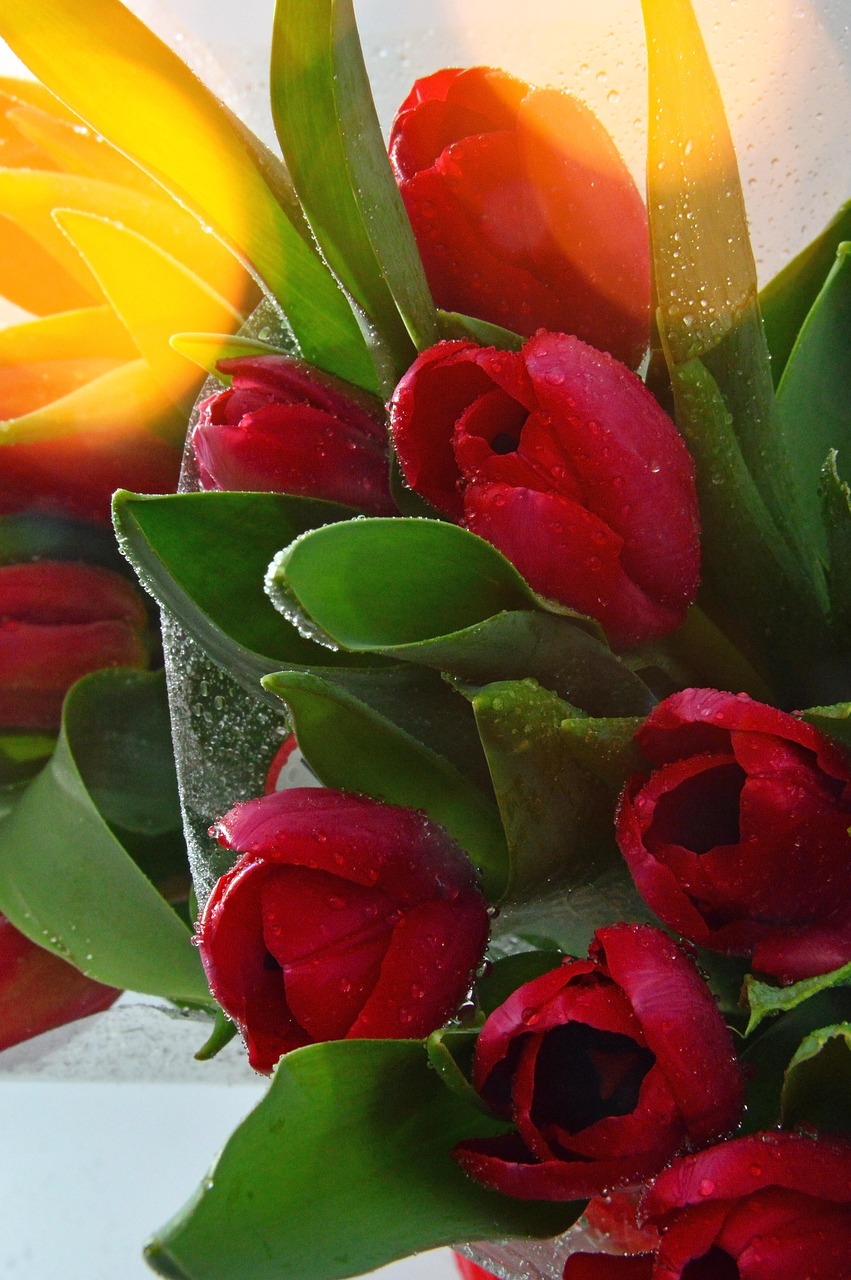 nature, tulip, leaf plants, flower, bouquet de fleurs, plant, color, floral, blooming, lively, beautiful, bouquet, freshness, happy birthday, dew, flower wallpaper, colorful bouquet, flower bouquet, cut flower, beautiful flowers, mood, bouquet of tulips, flower background, cellophane, díszcsokor, women's day, mother's day is, bouquet of flowers, style, cut flowers