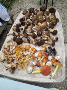 img 20240829 130540 (1)