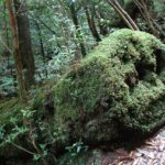 mousse, tree, trunk, nature, forest