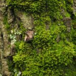 Detailed view of vibrant green moss and lichen thriving on a tree's bark.